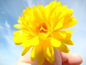 yellow-flower-1362949