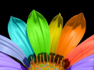 rainbow-flower-1528089
