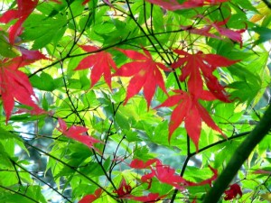 maple-leaves-1554426-1280x960